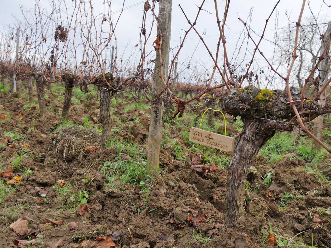 Виноградник на урожай